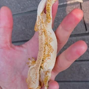 SPT Het Ax 縮圖