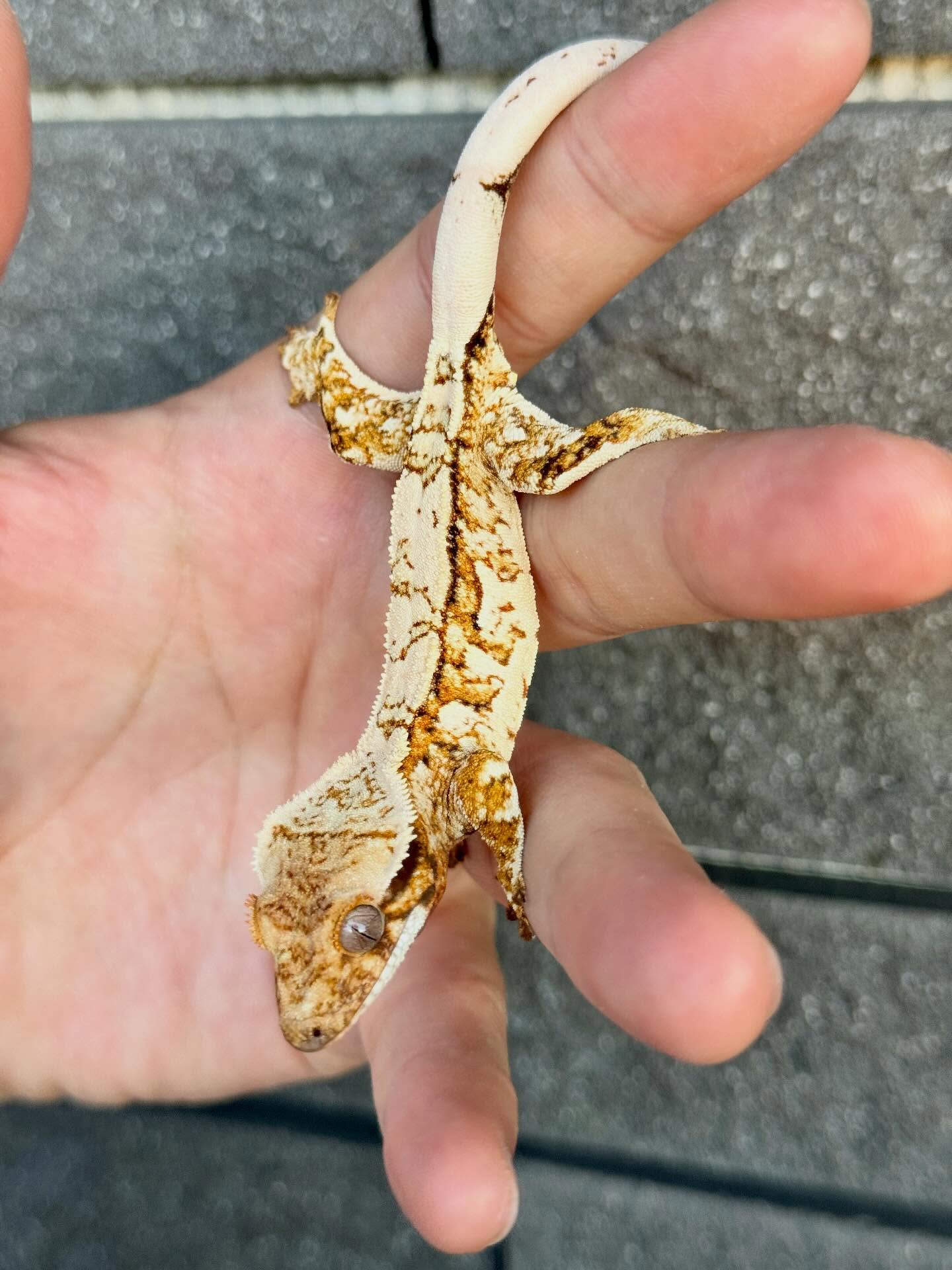 SPT 睫角守宮原訪圖片，俯視角度