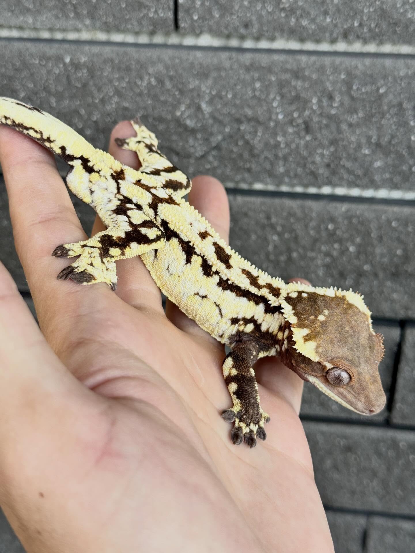 SPT Cappuccino 睫角守宮原訪圖片