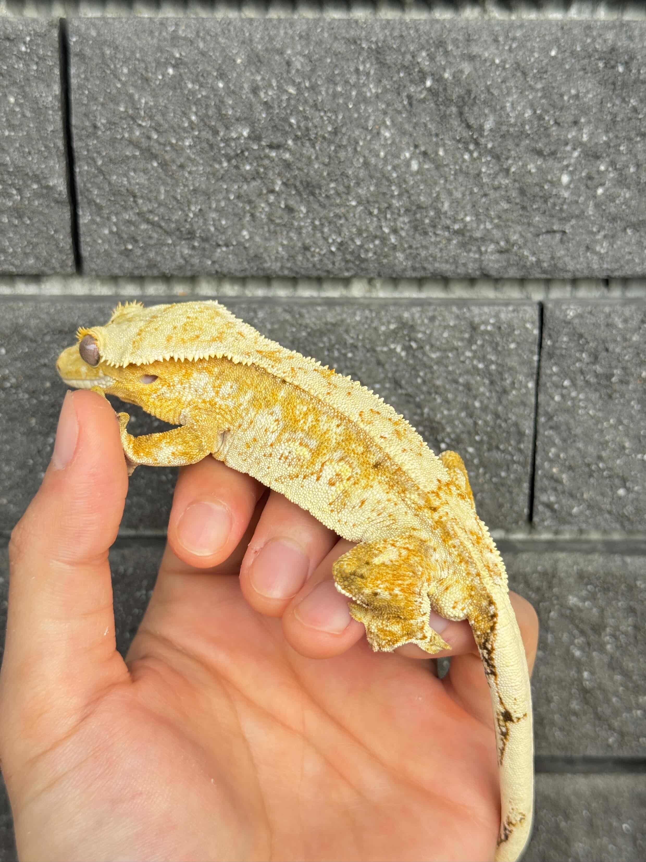 SPT Het Axanthic 睫角守宮原訪圖片
